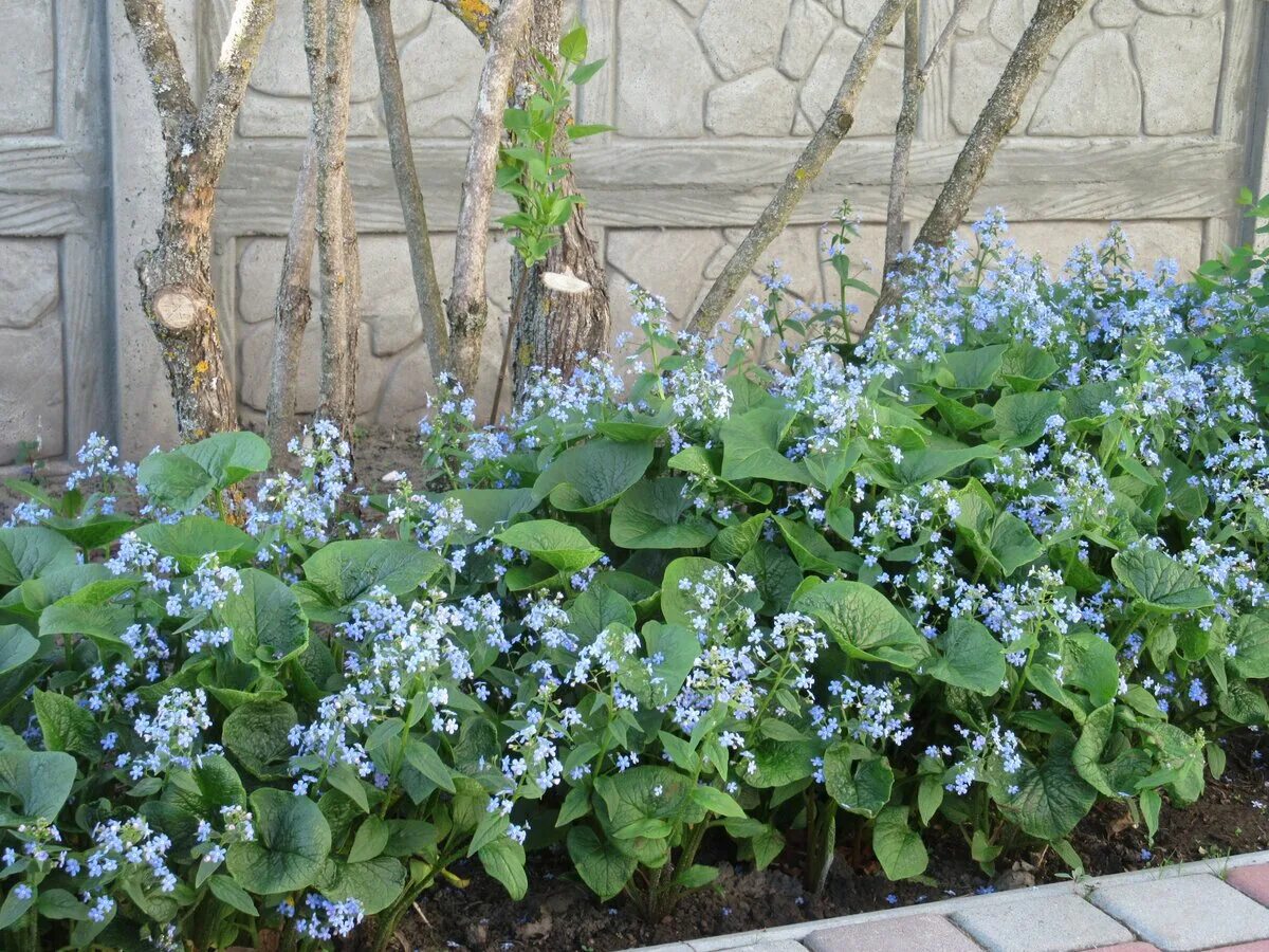 Бруннера Сибирская Brunnera sibirica. Незабудка Садовая Бруннера крупнолистная. Незабудка Бруннера Сибирская цветок. Хоста Бруннера крупнолистная.