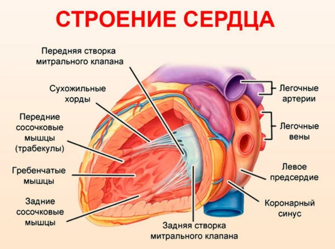 Наличие хорды у человека. Мышечные трабекулы сердца. Сухожильные хорды клапана. Трабекулы сердца анатомия. Строение сердца хорда.