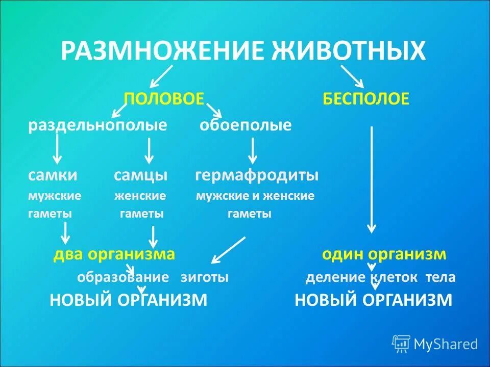 Дайте размножение животных. Схема формы размножения животных. способы размножения животных таблица. формы размножения животных таблица. способы размножения животных схема.