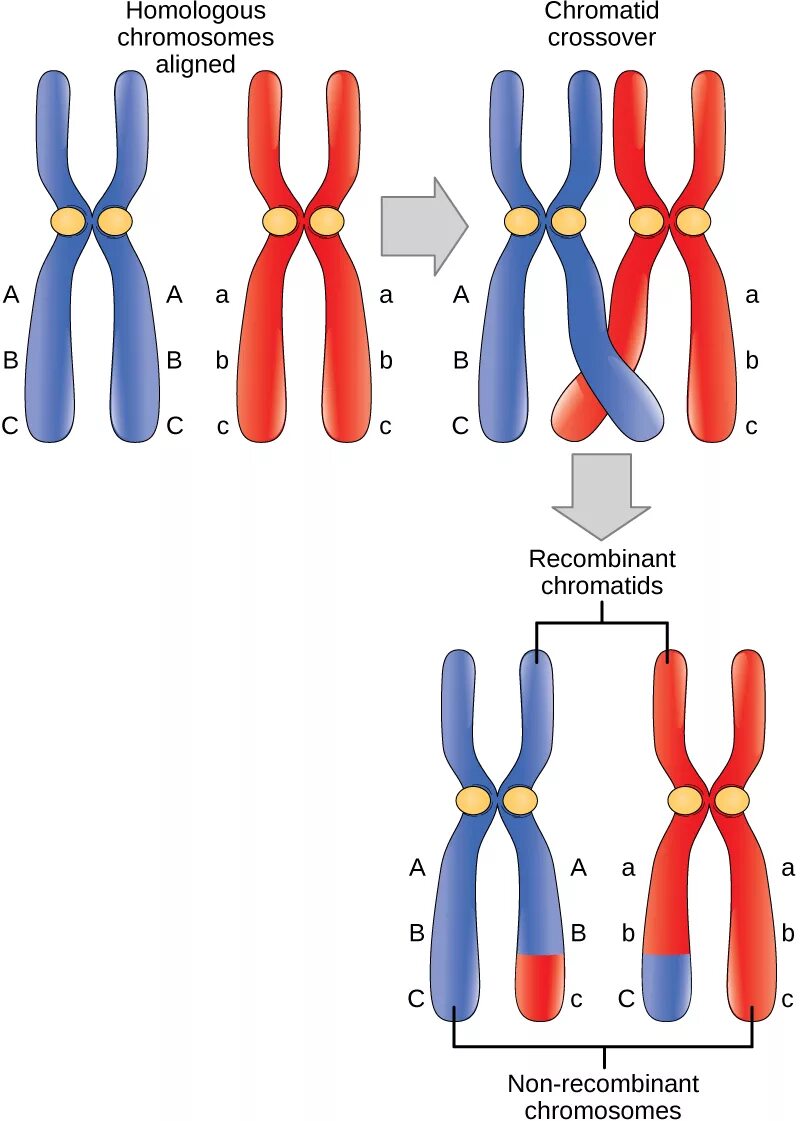 Хромосомы краба. Хромосома. Кроссинговер. Разновидности хромосом. Голоценирические хромосомы.