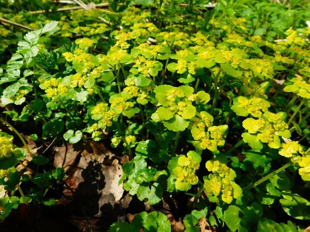 Золотолистник. Селезёночник очереднолистный chrysosplenium alternifolium. Солидаго обыкновенный. Селезеночник очереднолистный. Молочай селезеночник.