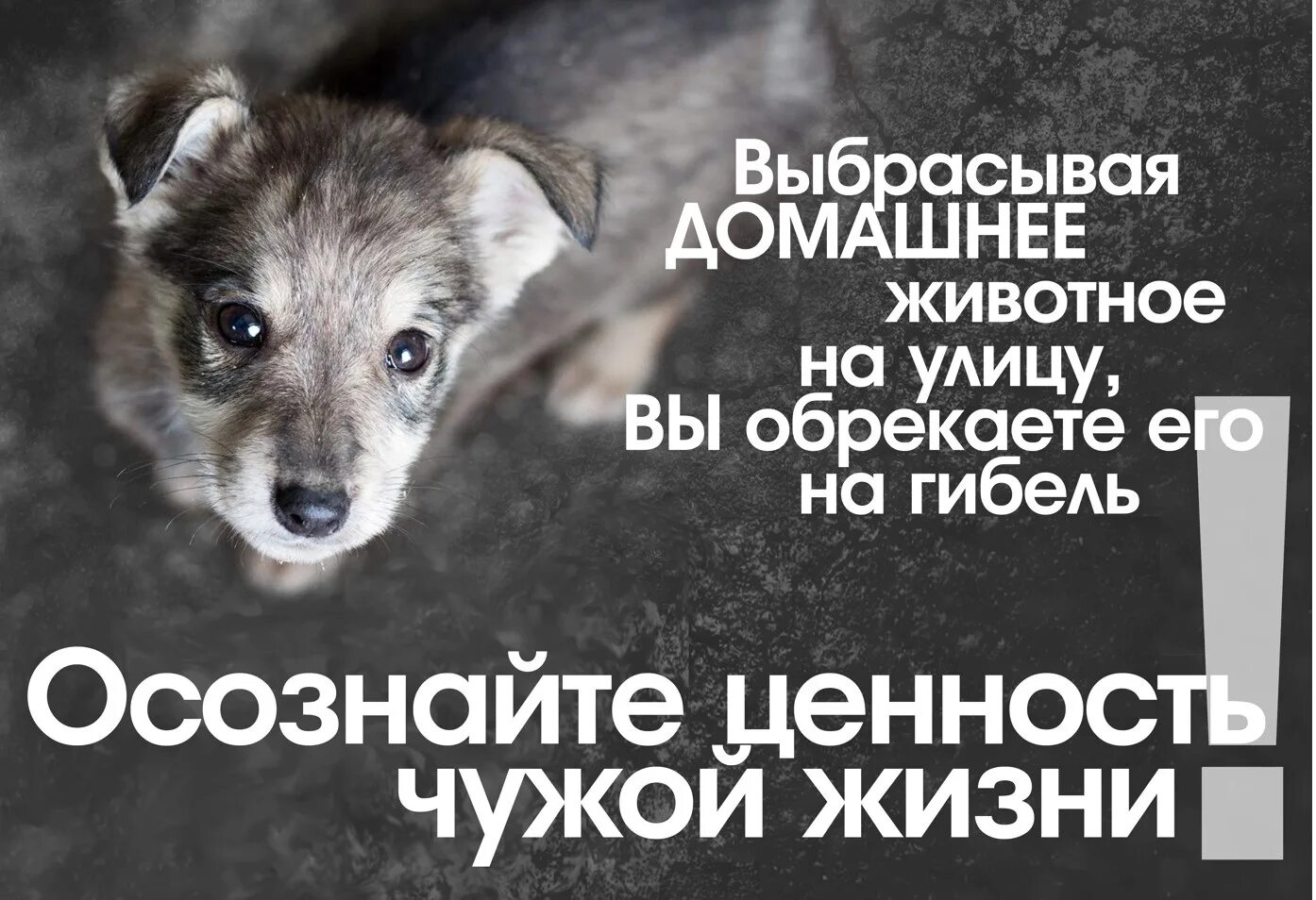 Социальная помощь бездомным животным. Социальная реклама о бездомных животных. защита бездомных животных. плакаты в защиту бездомных животных. плакат в поддержку бездомных животных.