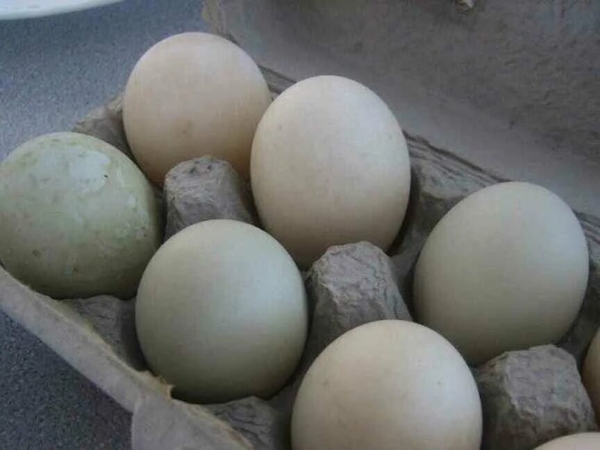 Инкубационное яйцо муларда купить. Инкубационное яйцо утки. Инкубационное яйцо индоуток. Инкубационное яйцо муларда. Яйцо утиное инкубационное.