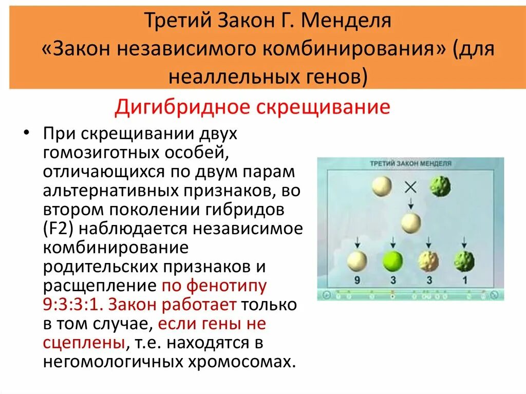 Гибриды второго поколения. 3 Закон Менделя закон независимого комбинирования. Независимое дигибридное скрещивание. Третий закон Менделя независимого наследования. Формулировка 3 закона Менделя дигибридное скрещивание.