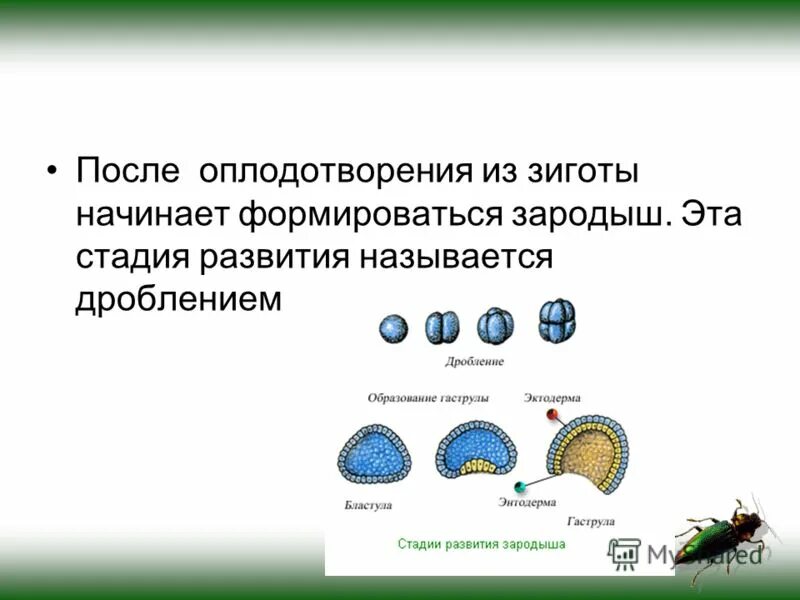 Зигота у одноклеточных. Этапы онтогенеза дробление. Происходит образование зиготы. Этапы эмбрионального развития зигота. Схема оплодотворения яйцеклетки.