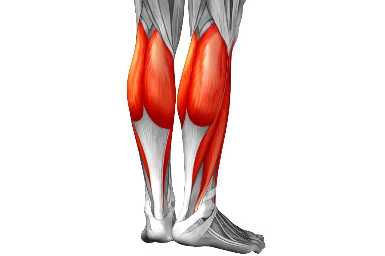 Икроножная мышца какая ткань. Икроножная мышца голени анатомия. Камбаловидная мышца голени анатомия. Трехглавая мышца голени анатомия. Сухожилие икроножной мышцы.