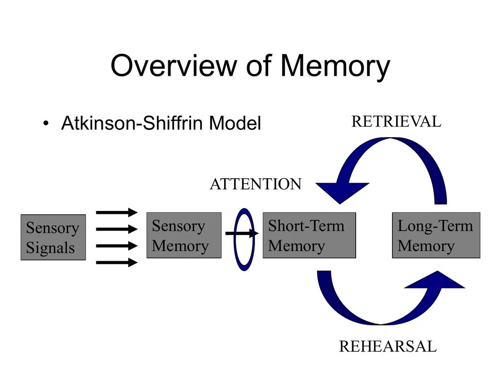 Short memory. Модель памяти Аткинсона. Аткинсон Шиффрин память. Аткинсон и Шиффрин фото. Long short term Memory.
