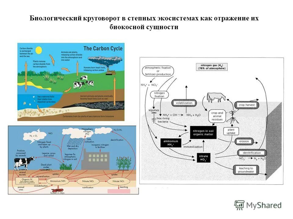 Цепочка биологического круговорота. Схема биологического круговорота. Круговорот в степи. Круговорот веществ в степи. Биологический круговорот в степях.