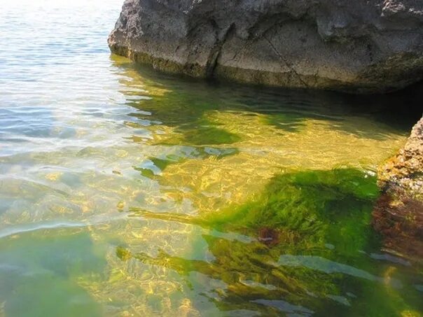 Азовское море прозрачность воды. Азовское море вода прозрачная или нет. Азовское море цвет воды фото. Желтый прозрачный камень Азовского моря. Вода азовская 1