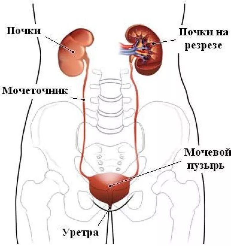 Заболевания почек и мочевого пузыря. Мочевыделительная система мочевой пузырь. Почки мочевой пузырь мочевыводящие пути. Мочевыделительная система расположение. Мочеточники и мочевой пузырь расположение.