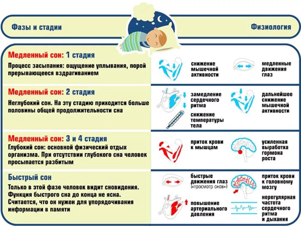 Фазы сна время таблица. Фазы быстрого и медленного сна таблица. Фазы сна быстрый и медленный сон таблица. 4 Стадии медленной фазы сна. Фаза медленного и быстрого сна их характеристика.