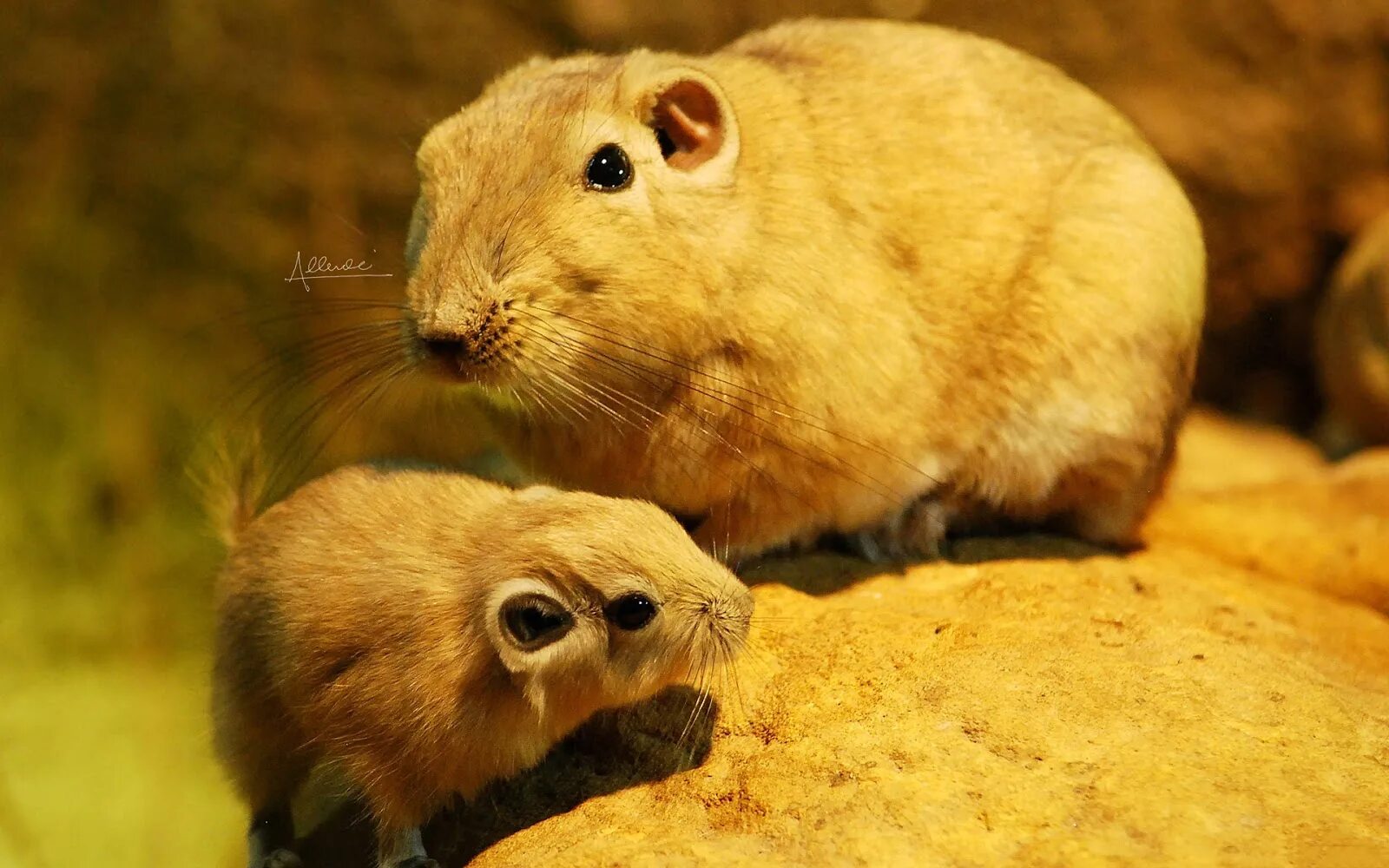 Post animal. Пустынная Гунди. Гунди грызун. Гунди животное. Хомяки Гунди.