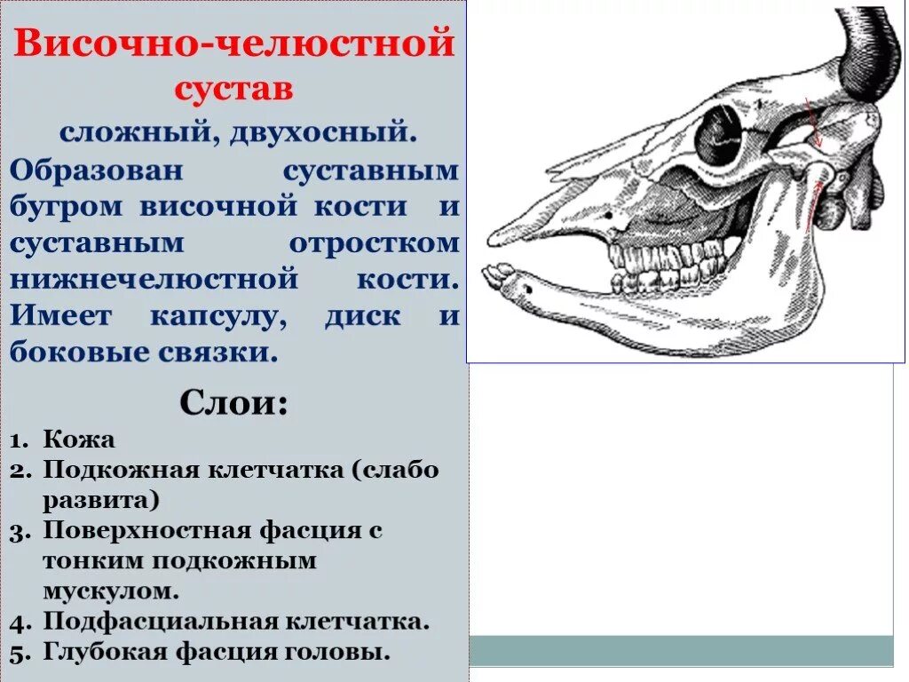 Тип соединения височной кости