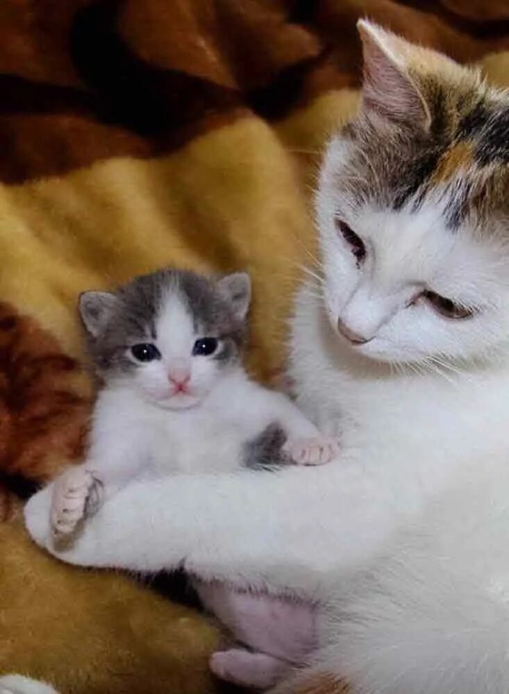 Мамины коты. Маленький котенок. Кошка с котятами. Милые котята. Мама кошка и котенок.