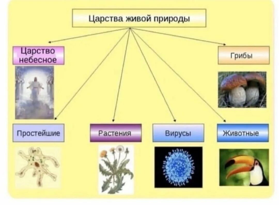 Представители царств живых организмов. Царство растений животных грибов бактерий вирусов. Царство животных царство растений царство грибов царство бактерий. Царства живой природы 5 класс биология. Бактерии грибы растения животные это царство.