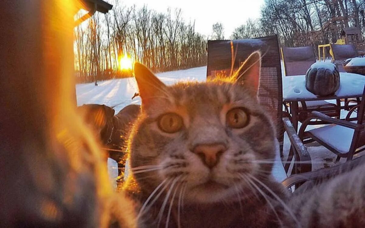 Taking cat