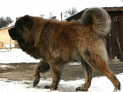 Покажи кавказский
