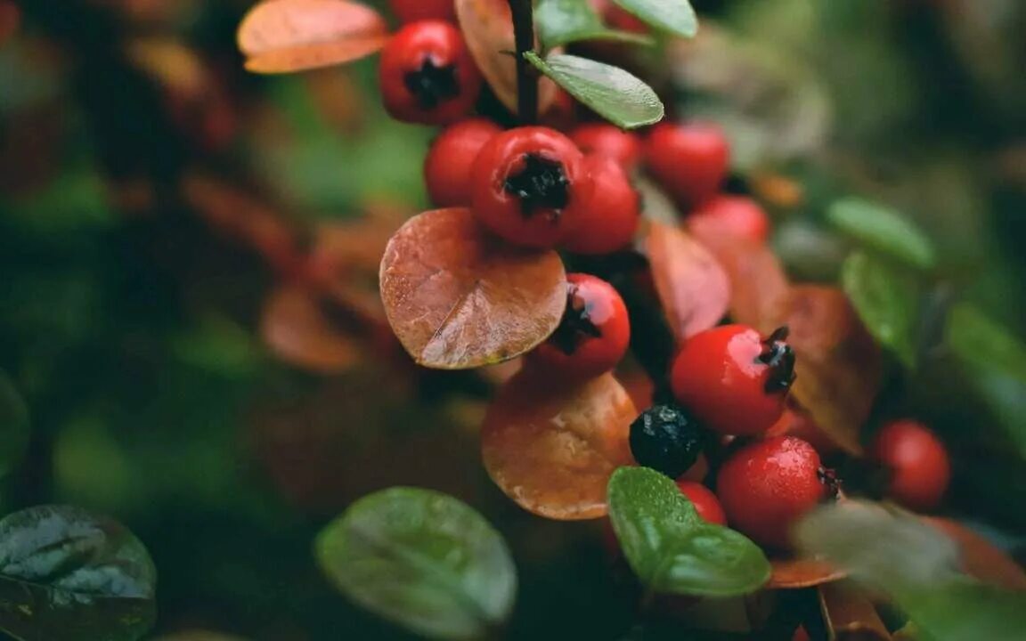 Download wallpaper leaves, water, drops, berries, rain, branch, section nature i