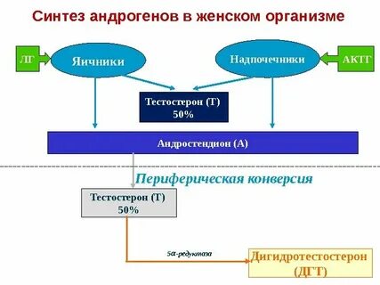 Надпочечники и тестостерон