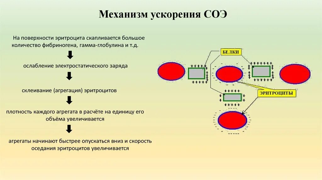 Соэ эритроцитов. Скорость оседания эритроцитов механизм. Патогенез повышения СОЭ. Скорость оседания эритроцитов схема. Ускорение СОЭ патогенез.