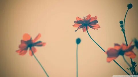 Flower language обои создать