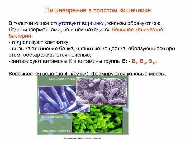 Микроорганизмы в толстом кишечнике. Функции бактерий в толстом кишечнике. Роль бактерий Толстого кишечника. Роль бактерий Толстого кишечника человека.