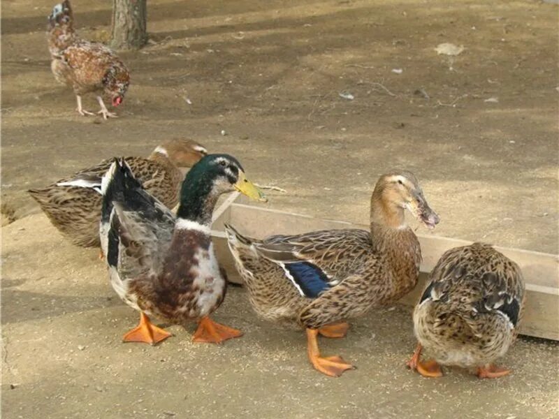 Как отличить уток самца от самки. Как узнать возраст индюков. Как определить утку. Отличить утку от селезня индоутки. Несет ли яйца утка без селезня.