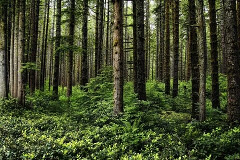 Forest help