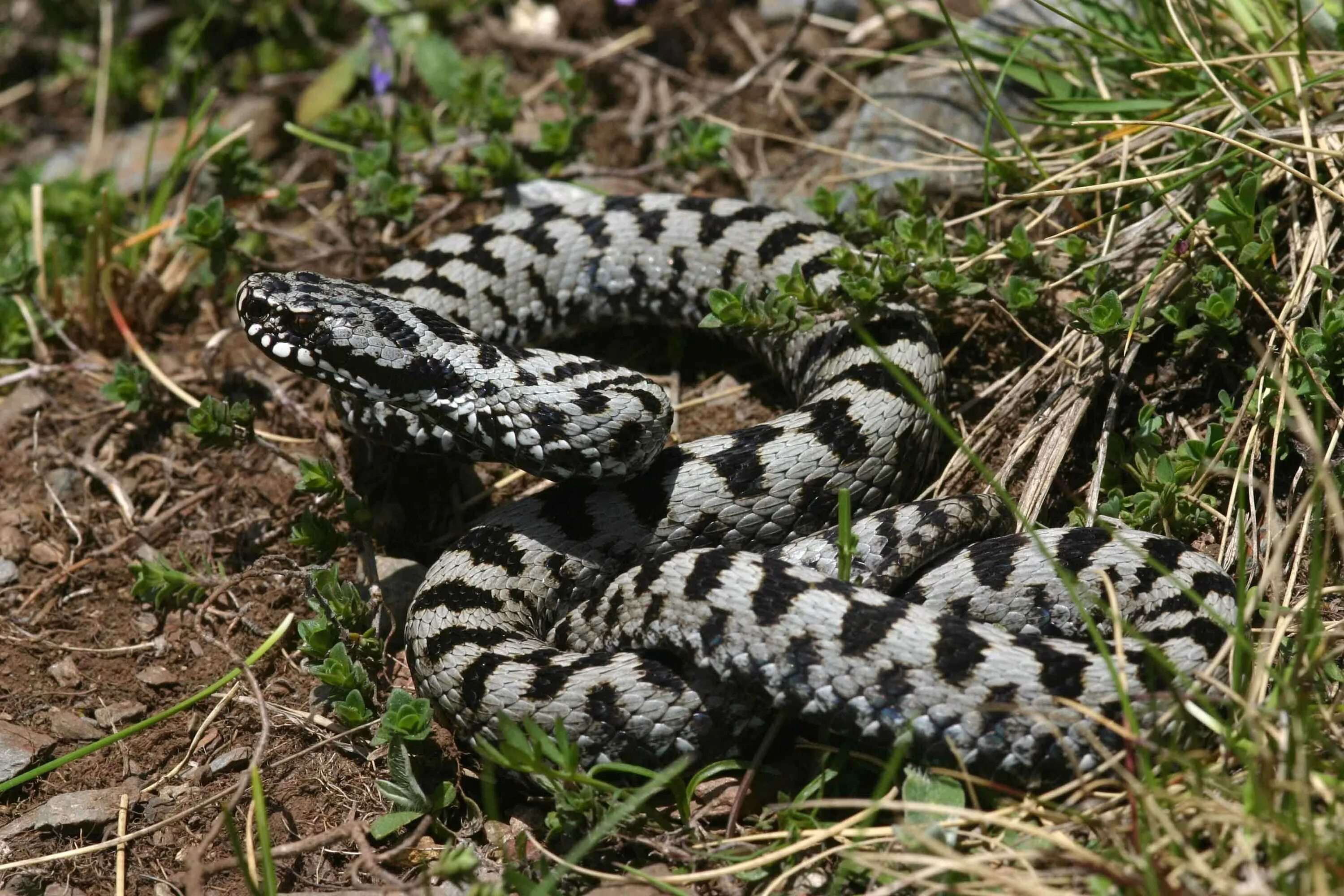 Фото гадюки. Обыкновенная гадюка. Обыкновенная гадюка (Vipera berus). Ядовитая змея гадюка обыкновенная. Болотная гадюка.