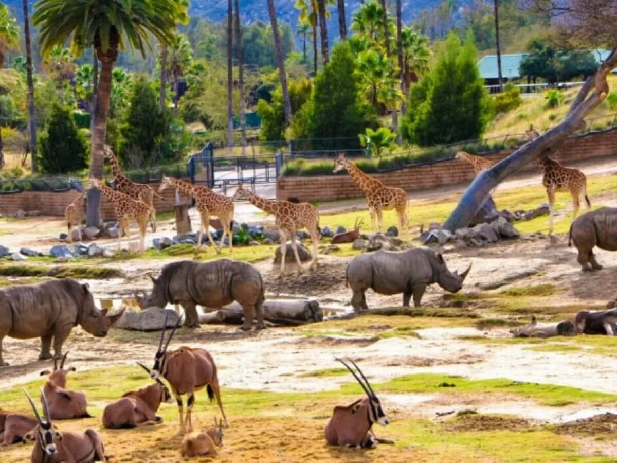 Zoo animals park. Сан Диего сафари парк. Сафари-зоопарк Сан Диего. Зоопарк Сан-Диего (Калифорния, США). Сан Диего зоопарк животные.