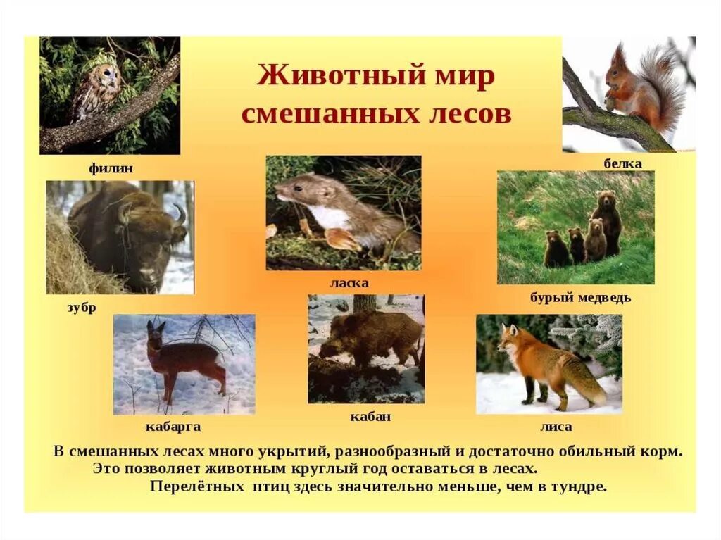 Какие растения и животные есть в лесу