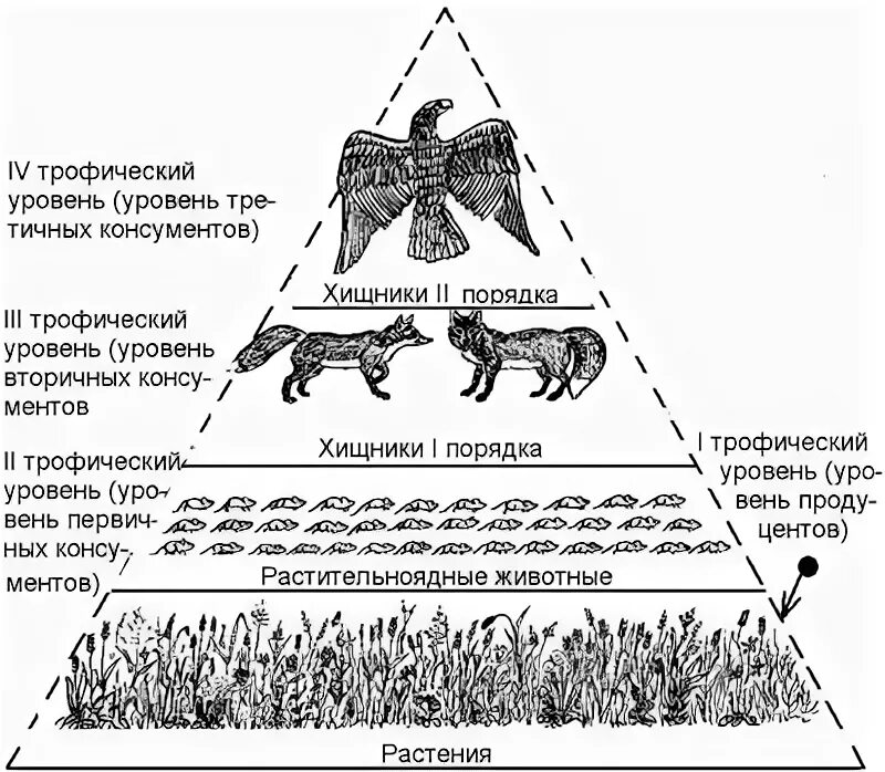 Первый трофический уровень в цепях питания