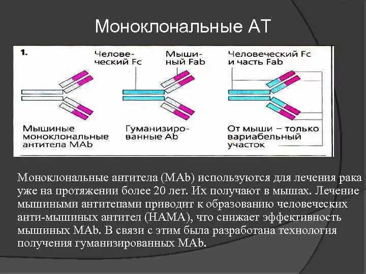 Моноклональные антитела препараты механизм действия. Анти моноклональные антитела. Анти моноклональные антитела. Cd 20 ритуксимаб. Классификация моноклональных антител.