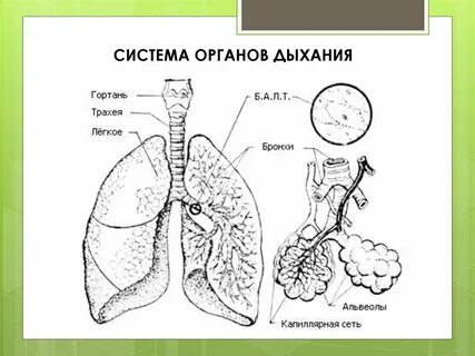 Строение легкий картинки
