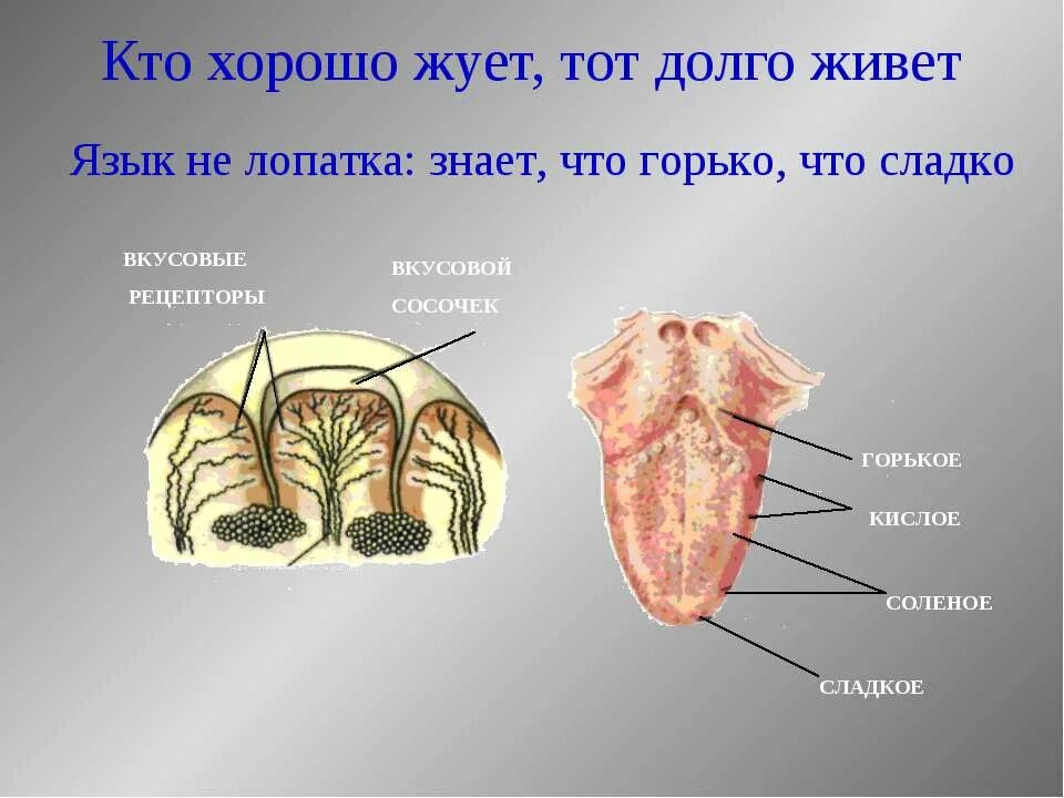 Чего много не бывает пословица. Пословица язык не лопатка знает где горько где сладко. Язык не лопатка знает что горько что сладко ответ на загадку. Прикольный рисунок язык. Язык не лопатка знает что сладко.