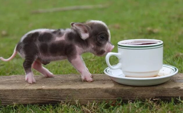 Mini Mini Pets by MidJourney 2023 Нейросеть iT ChatGPT Midjourney VK