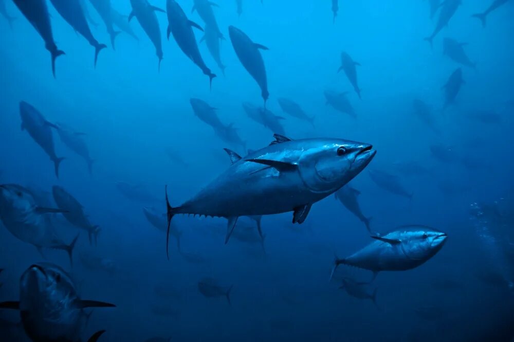 Deep Sea fishing, Australia, Tuna, Swordfish, Seafishing Tours Peces marinos, Fo