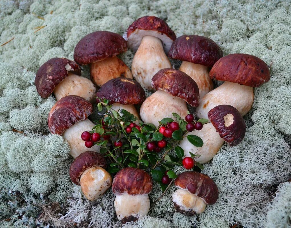 Рядовка лиловоногая lepista personata. Болетус пинофилус. Ведро подосиновиков. Лисички опята рядовки маслята. Ранние лесные съедобные грибы.