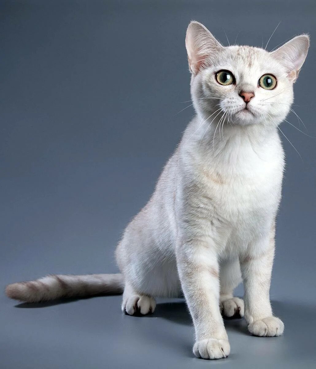 Порода кошки том. Бурмилла короткошерстная. Бурмилла (Burmilla) кошка. Бурмилла длинношерстная. Бурмилла белая.