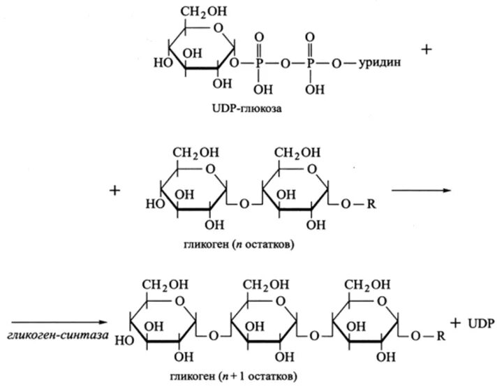 Распад гликогена. Фосфорилирование уридина. Реакция фосфорилирования уридина. Оротидин-5-фосфат. Синтез уридина.