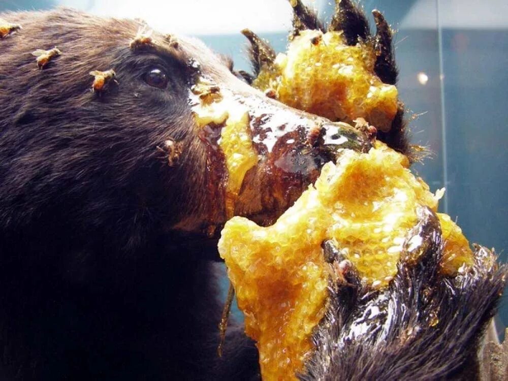 Медвежье мясо едят. Медведь ест мед. Медведь и пчелы. Мишка ест мед. Бурый медведь ест мед.