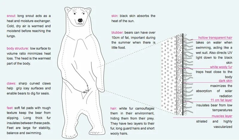 Under bear перевод. Строение белого медведя. Белый медведь строение тела. Полярные мишки строение тела. Английский язык Polar Bears.