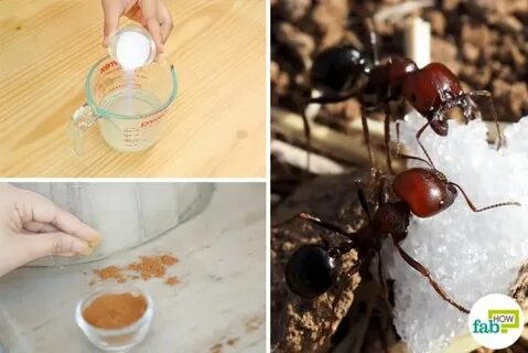 Ants 6