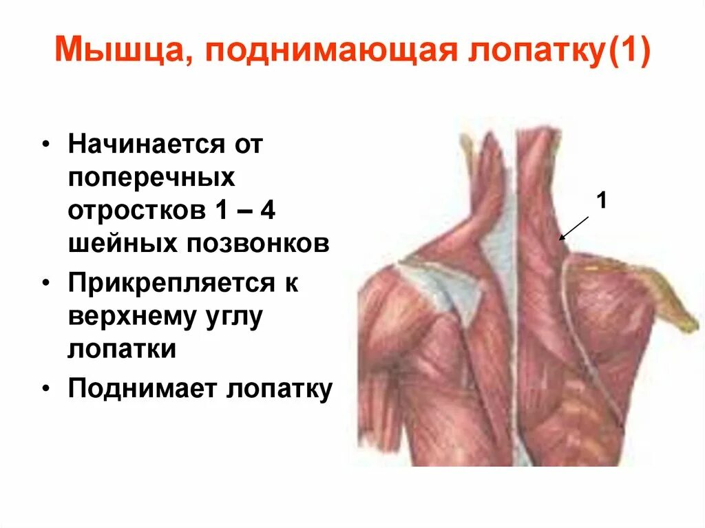 Мышца поднимающая функции. Мышца поднимающая лопатку функции. мышцы поднимающая лопатику. мышца подниающей лопатку. мышка понимающая лопатку.