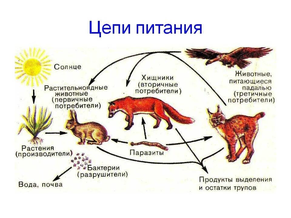 Составьте 3 5 пищевых цепей. Биологическая цепь питания. Пищевая цепь питания 5 класс биология. Схема звенья в цепи питания. Пищевые Цепочки 6 класс биология.