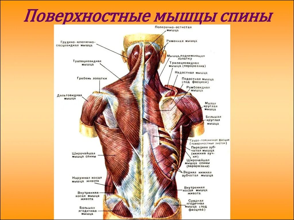 Поверхностные мышцы туловища человека спереди. Главная мышца тела