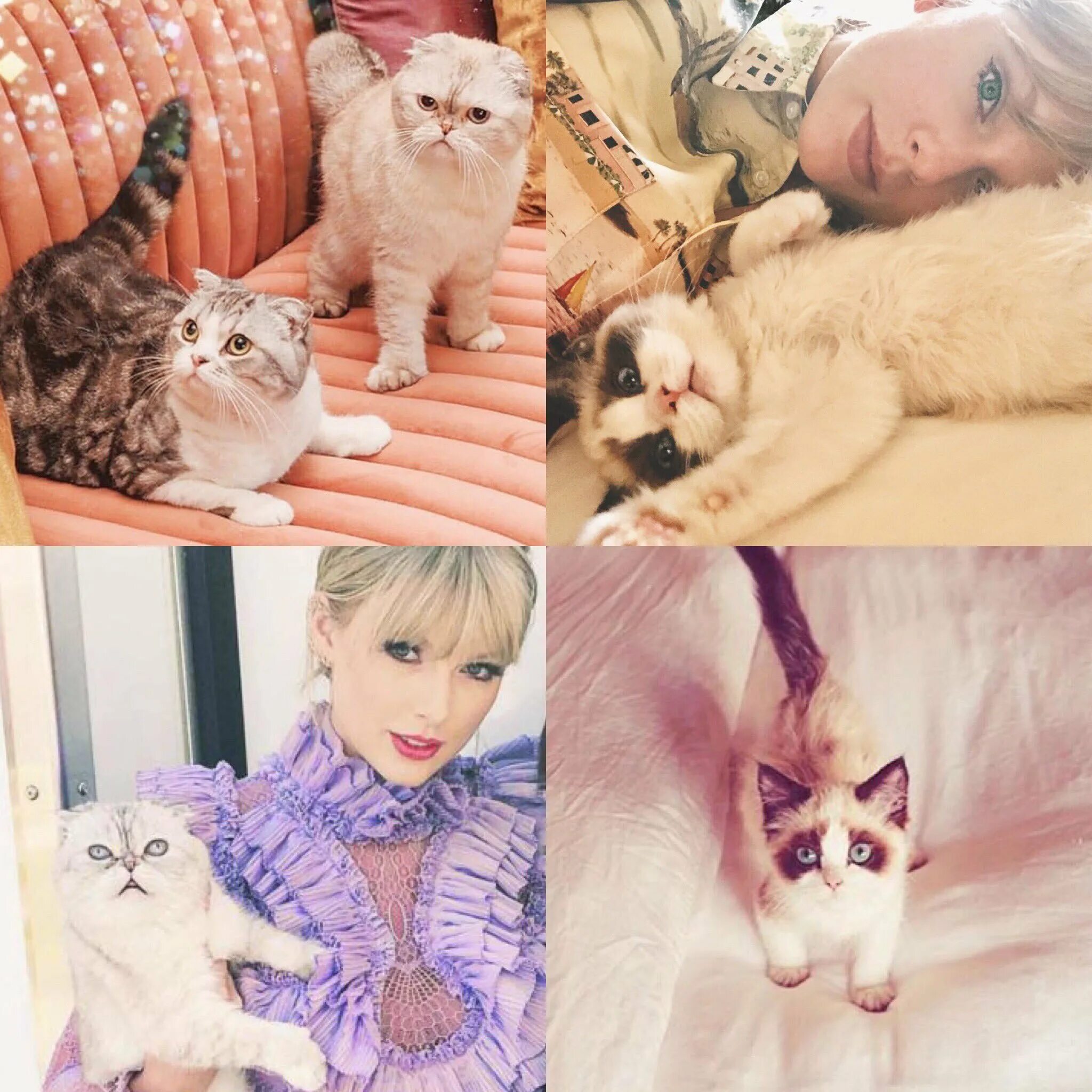 Swift cat. Taylor swift cats. кошки тейлор свифт порода. тейлор свифт на коте-единороге. кошка тейлор свифт богатая.