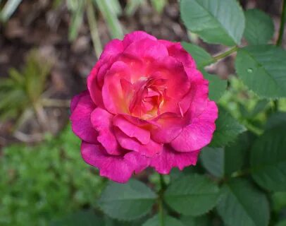 Choose rose