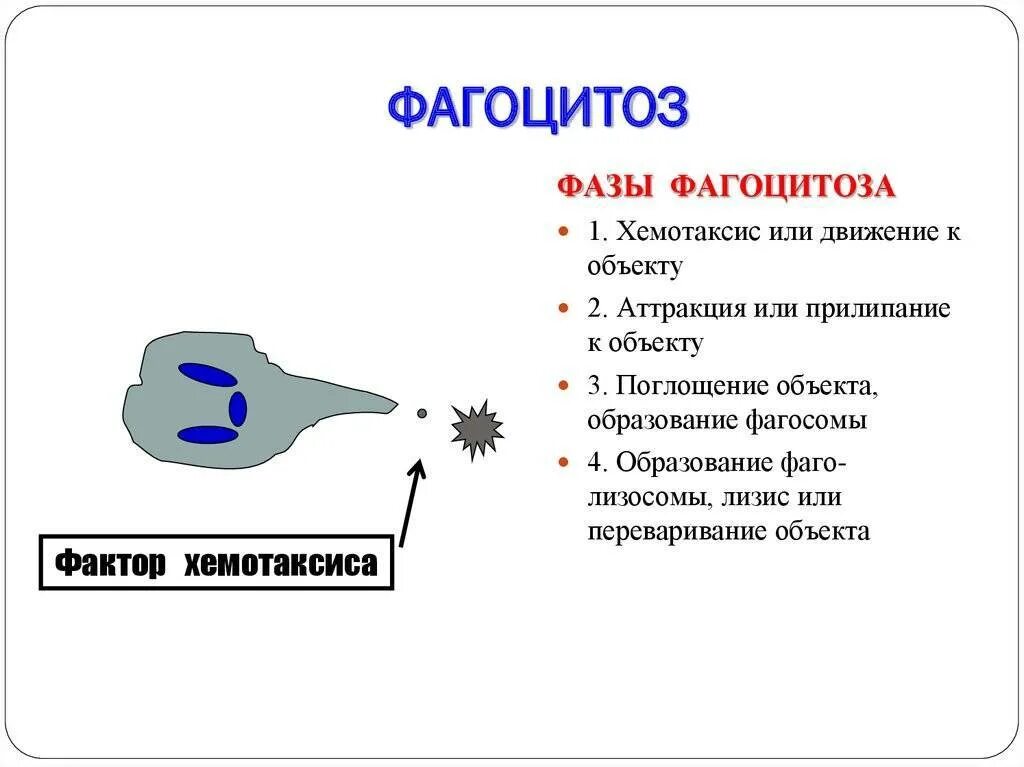 Что такое фагоцитоз. Фазы фагоцитоза схема 4 фазы. влияние адреналина на фагоцитоз.