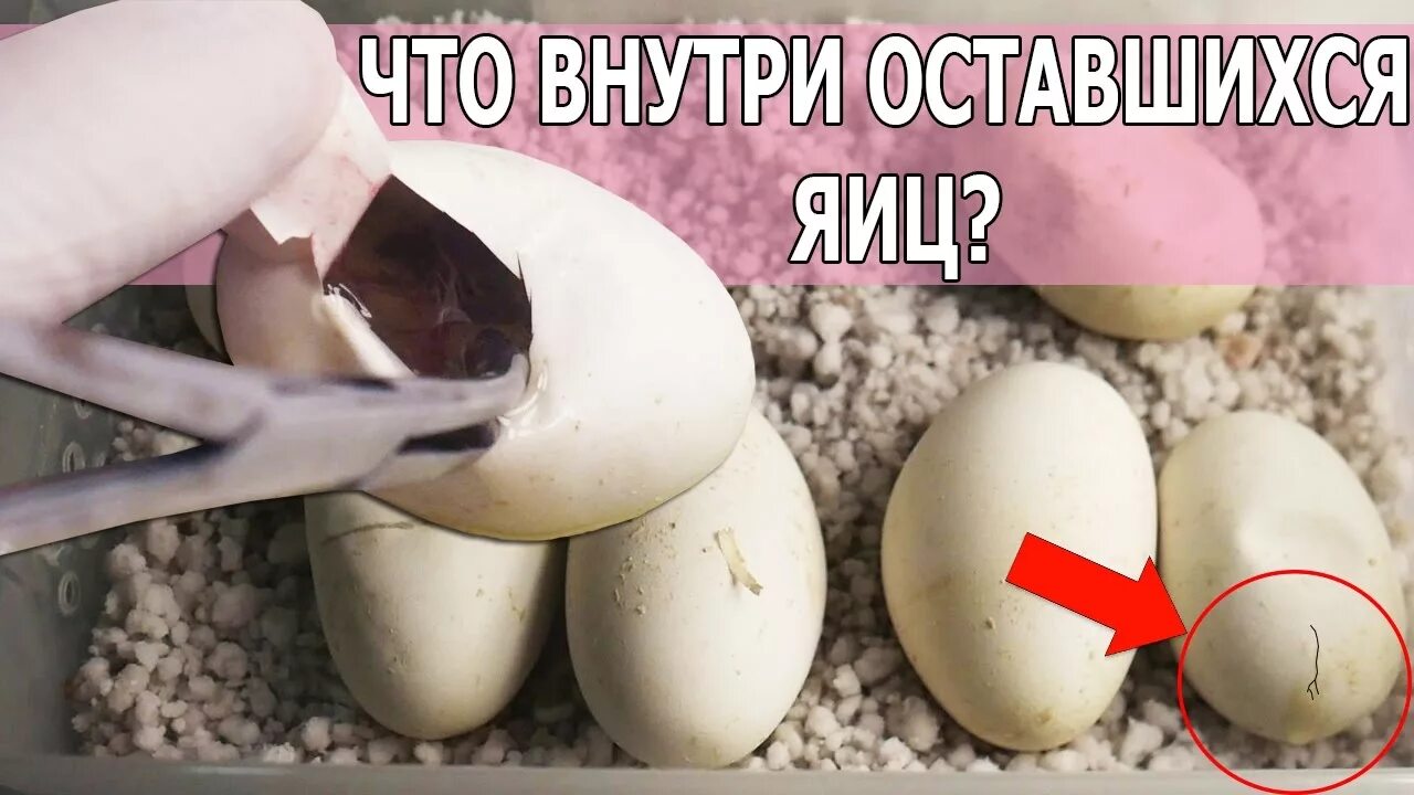 Как убрать яйцо